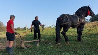 Фараон PERCHERON виорює і везе картоплю 