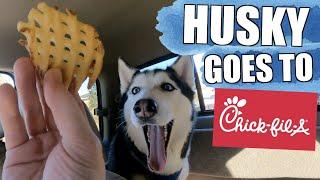 Siberian Huskies React To Drive Thru Chic-Fil-A Breakfast!!!