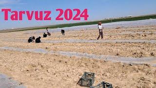 Tarvuz 2024