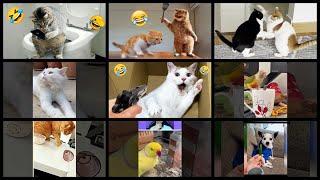 What's Trending in Pets & Animals on Monday, April 17th, 2023