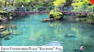 Japan unexplored  place Koi pond(Tsuno, kochi)