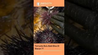 Bulu Babi Bisa Di Makan ?? #shorts #videoshort #shortvideo #bulubabi #fypyoutube #fyp #fypシ #sushi