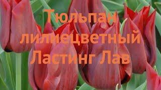 Тюльпан лилиецветная Ластинг Лав (tulipa tyulpan)  обзор: как сажать, луковицы тюльпаны Ластинг Лав