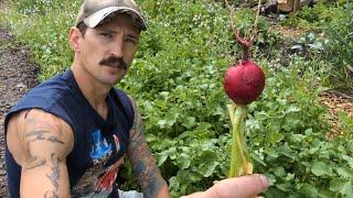 Edible Cover Crops as Mulch, Trap Crop, Soil Building, Pollinator Plants