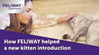 How FELIWAY Optimum helped new kitten introduction