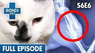 Lost Cat Returns Home with a Shattered Leg  | Bondi Vet Season 6 Ep6 | Bondi Vet Full Episodes