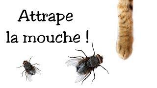 Jeu pour chat : Attrape la mouche !