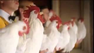 The Chicken Choir   Foster FarmsTV Commercial