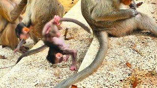 Cute Baby Monkey Tumbles Belly First Down the Stairs!