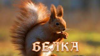 Беличьи секреты.  Животный мир. Дикая природа. #Документальный фильм 6+