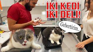 2 DELİ KEDİ BİR VİDEODA!  Ağızlarına Geleni Saydılar!  #konuşankedi #inanoğlu