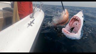 TRYING NOT TO GET SHARKED WHILE SNAPPER FISHING!!!