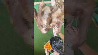 The Sloth Sanctuary in Panama City 