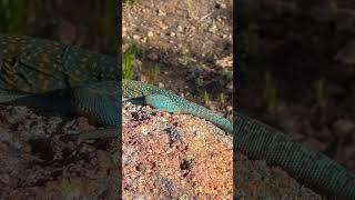 Blue collared lizard in the witchita mountains, OK