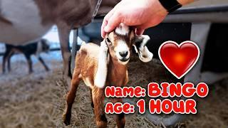 The Miracle of Baby Goats Being Born on the Farm