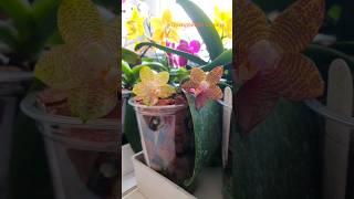 Гигантейные гибриды от нашей подписчицы Светланы Крыловой #shorts #orchids #phalenopsis #mituo