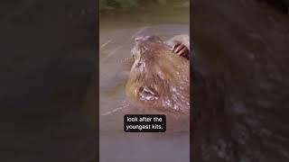 The Beavers' Tale of Family and Ecosystems