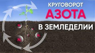 Азотфиксирующие биопрепараты (удобрения) в аграрных технологиях. Азотфиксация с помощью бактерий.