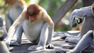 Proboscis Monkey - Labuk Bay, Sandakan, Sabah.