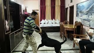 Rottweiler Dog Attack Training days 2 Best Result  #rottweiler #attack #dogtraining