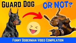 Dobermans Breaking Character: Funny Doberman Video Compilation!