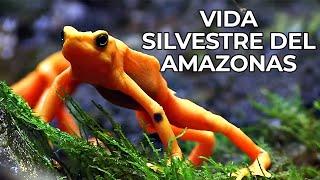 El Mundo Salvaje: La Selva Amazónica | Free Documentary Nature -  Español