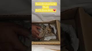Rescued Kitten ️ Happiness #shorts #rescued #straykids #pets #loveanimals #indie