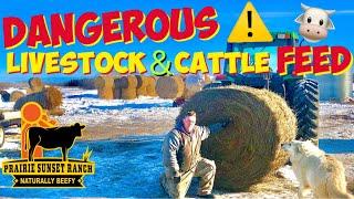 ️ DANGEROUS livestock/cattle FEED ~ How to read FEED TEST REPORTS