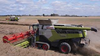 Double Claas Terra Trac en Action  : Moisson de Colza 2023 avec Lexion 8600 & 570 | SARL Les 3M 