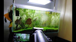 **We Lost One**  54 Gallon Planted Altum Angelfish and Discus Tank 4K