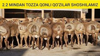 2.2 MINDAN ASL TOZZA QONLI QIRG'IZISTON QO'CHQORLARI