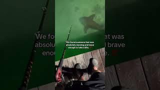 Can I Catch A  Using Steak As Bait? #shorts #fishing #ocean #outdoors #fish #trending #viral #fyp