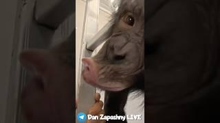 Африканскую Женщину Можно Остановить Только Поцелуем!