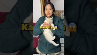 Jumbo Ne Kaat Liya  #shorts #vlog #minivlog #cat