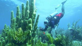 Treasure of the Caribbean | Terra Mater Studios (Official Trailer)