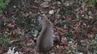 2011 Hunting Video.mp4