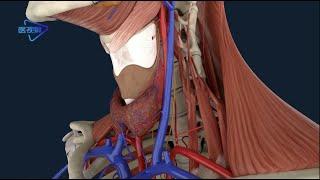 3D The relationship between the arteries of the thyroid and the nerves of the larynx/甲状腺的动脉和喉的神经关系