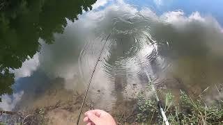 Huge carp on a 1WT fly rod