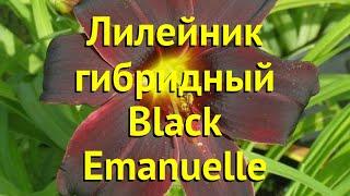 Лилейник гибридный Блэк Эммануэль. Краткий обзор, описание hemerocallis Black Emanuelle