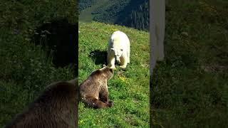 POLAR BEAR VS. GRIZZLY BEAR
