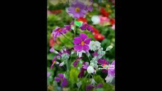Sydney Garden Warehouse ️ quality indoor plants and pots located 24 Bosci Rd Ingleburn Sydney