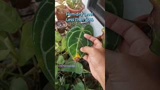 Anthurium Plant Care #anthurium