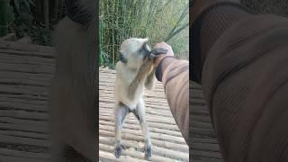 Cuty baby monkey...