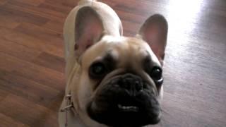 French bulldog sounds