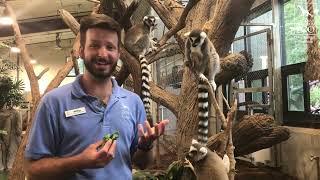 Ring-Tailed Lemur Youngsters Participate in Training