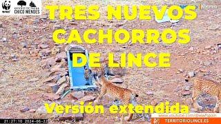 TRES nuevos CACHORROS de LINCE IBÉRICO. Versión EXTENDIDA. 22 de junio 2024 #linceiberico #apbvigo