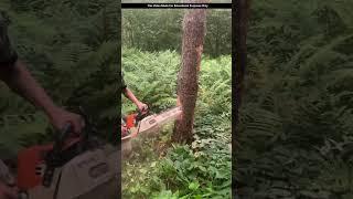 The Smartest Way to Cut Down a Tree