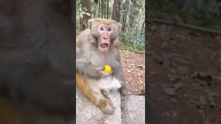 Funny monkey  #funny #monkey #funnyanimls #monkeyvideo #funnyanimlas