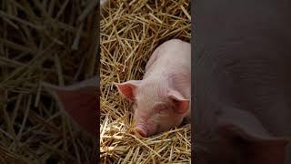 Baby piglet resting in the hay. #music #animation #cute #lofi #cutealert #pibble #floof #softpaws