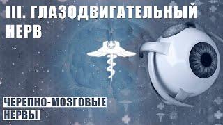 ГЛАЗОДВИГАТЕЛЬНЫЙ НЕРВ (N. OCULOMOTORIUS) │ Черепно-мозговые нервы │ III пара